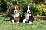 BORDER COLLIE 1222